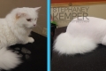 st-louis-cat-groomer-stephaney-kemper-cat-lion-cut-grooming-3
