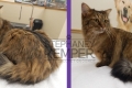 st-louis-cat-groomer-stephaney-kemper-longhaired-cat-grooming