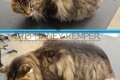 st-louis-cat-groomer-stephaney-kemper-maine-coon-grooming