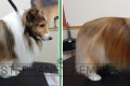 st-louis-cat-groomer-stephaney-kemper-shetland-sheepdog-grooming